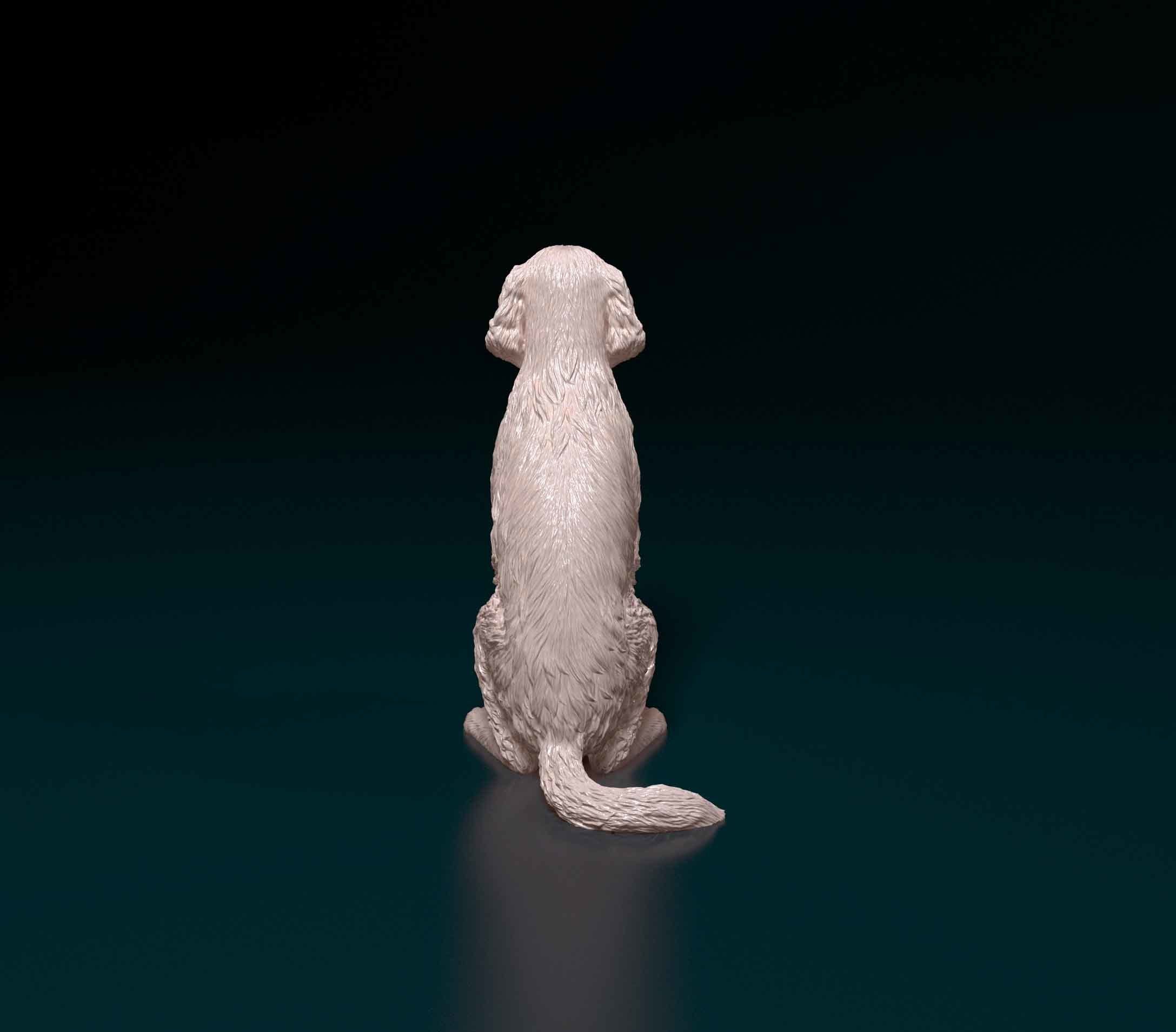 Welsh Springer spaniel 3D print model_2