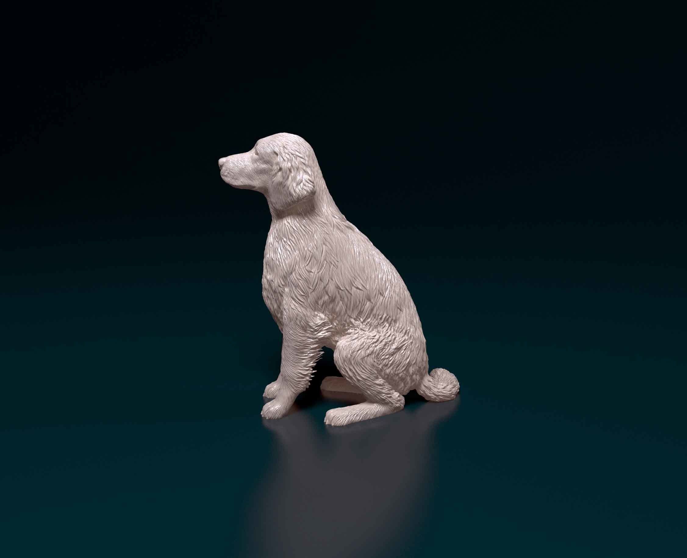 Welsh Springer spaniel 3D print model_4