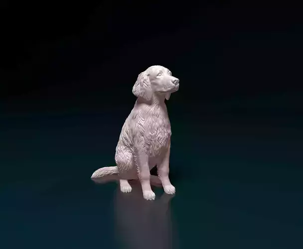 Welsh Springer spaniel 3D print model