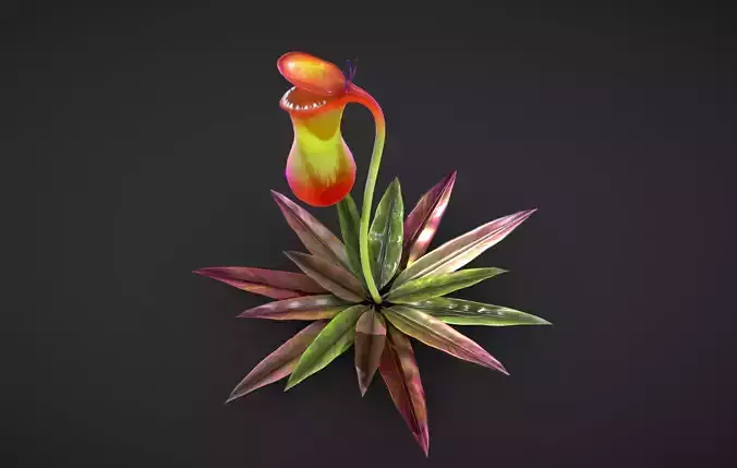 nepenthes flower