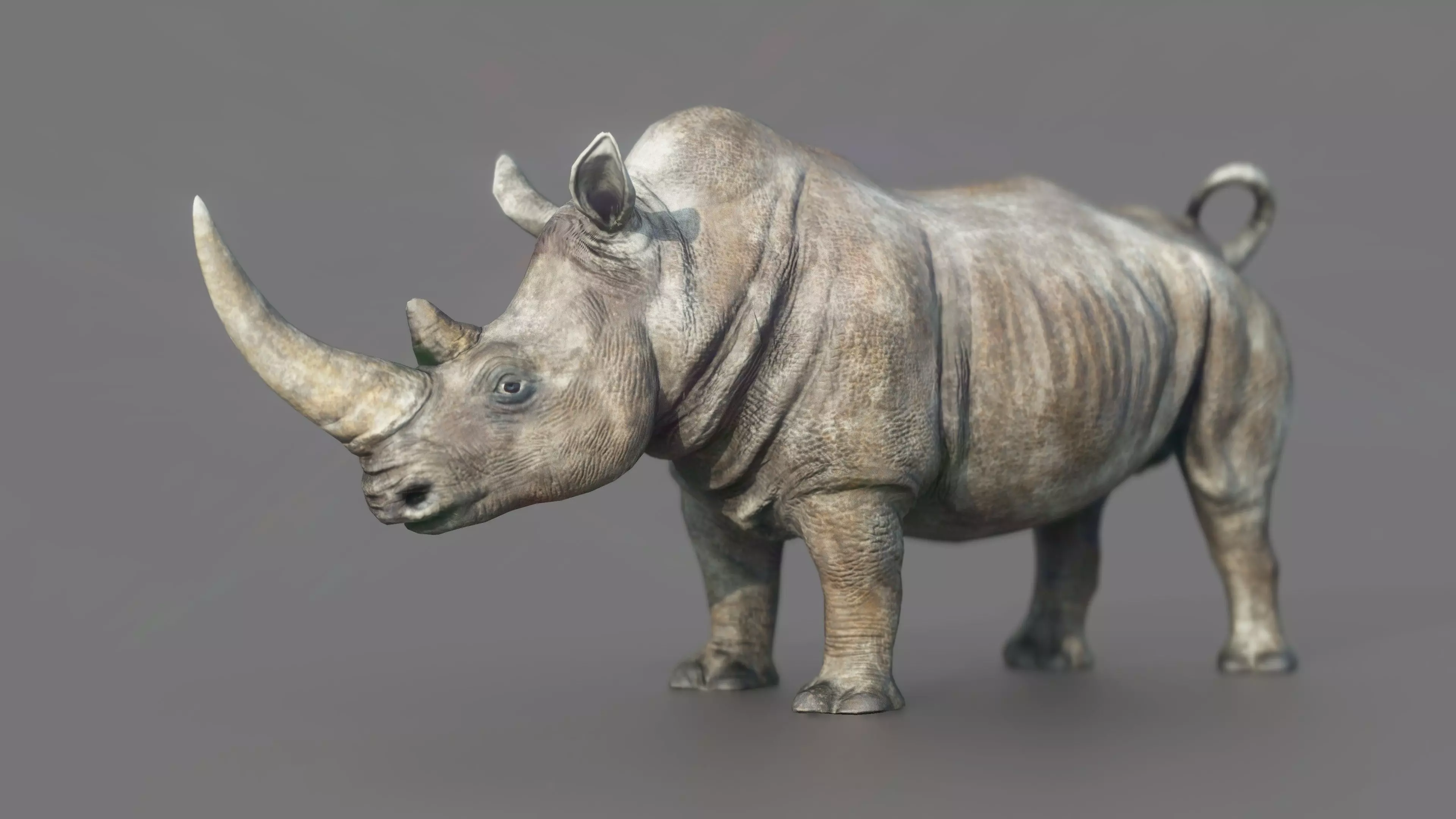White Rhino Low-poly 3D model_0