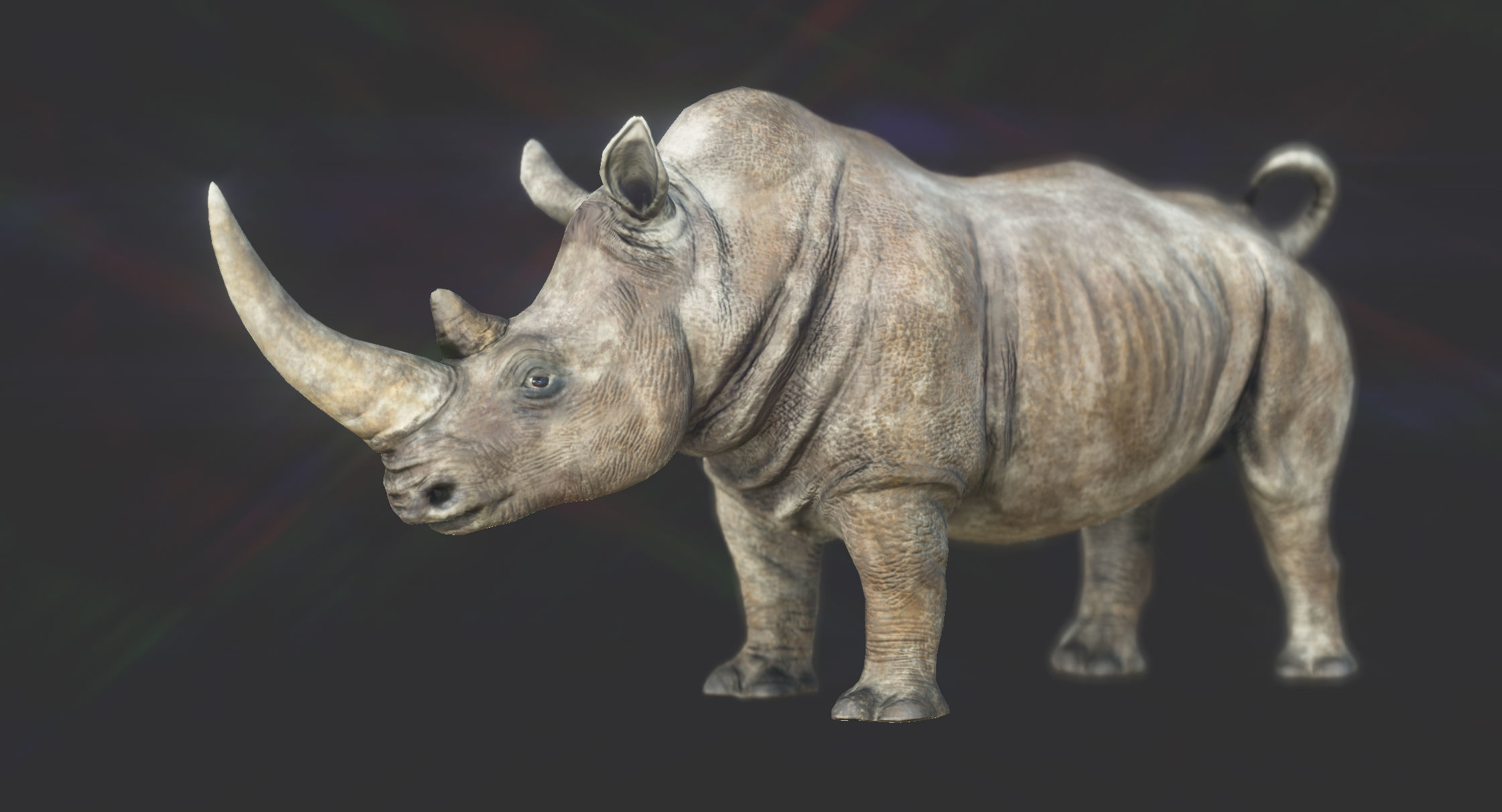 White Rhino Low-poly 3D model_13