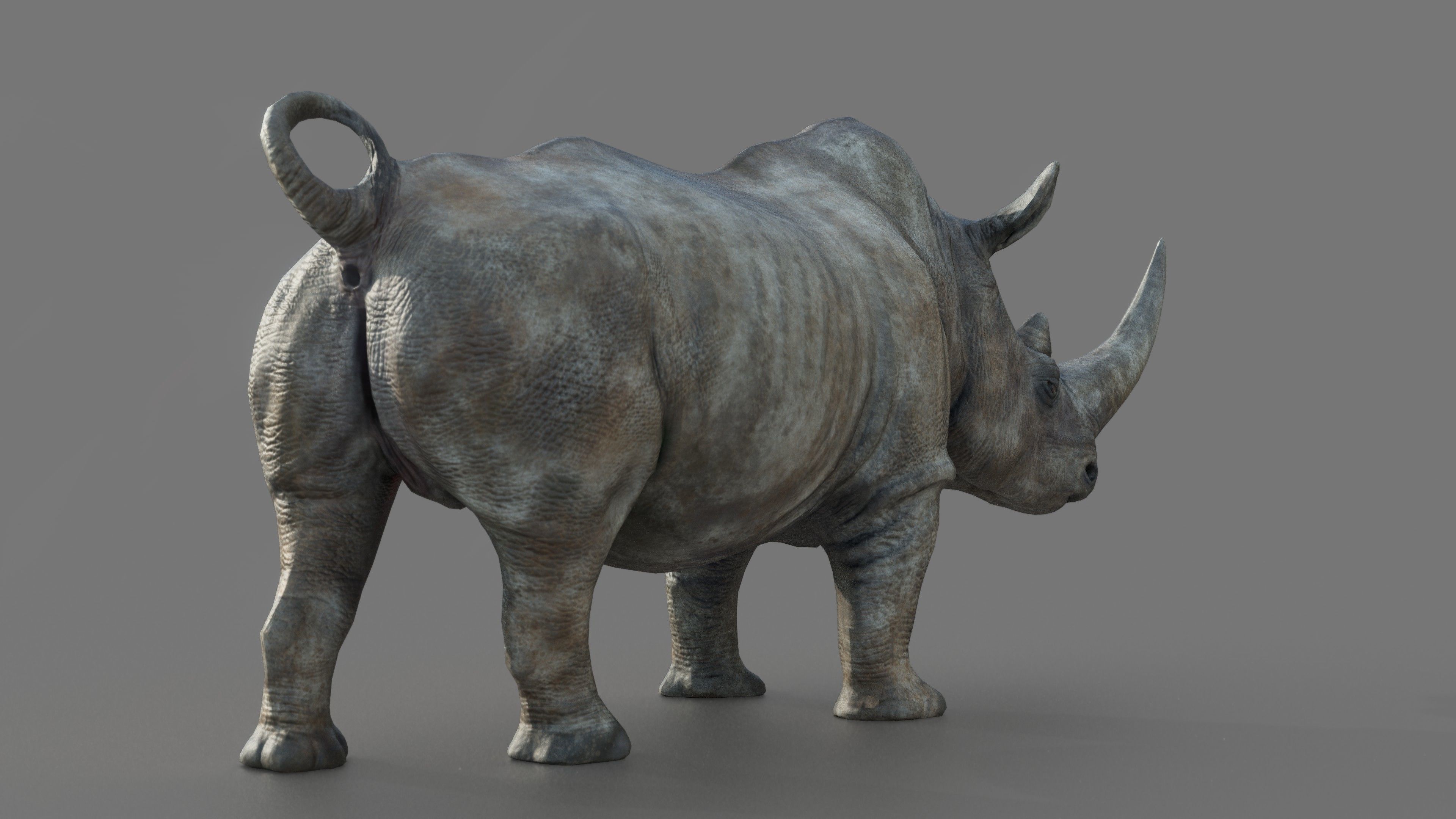 White Rhino Low-poly 3D model_2