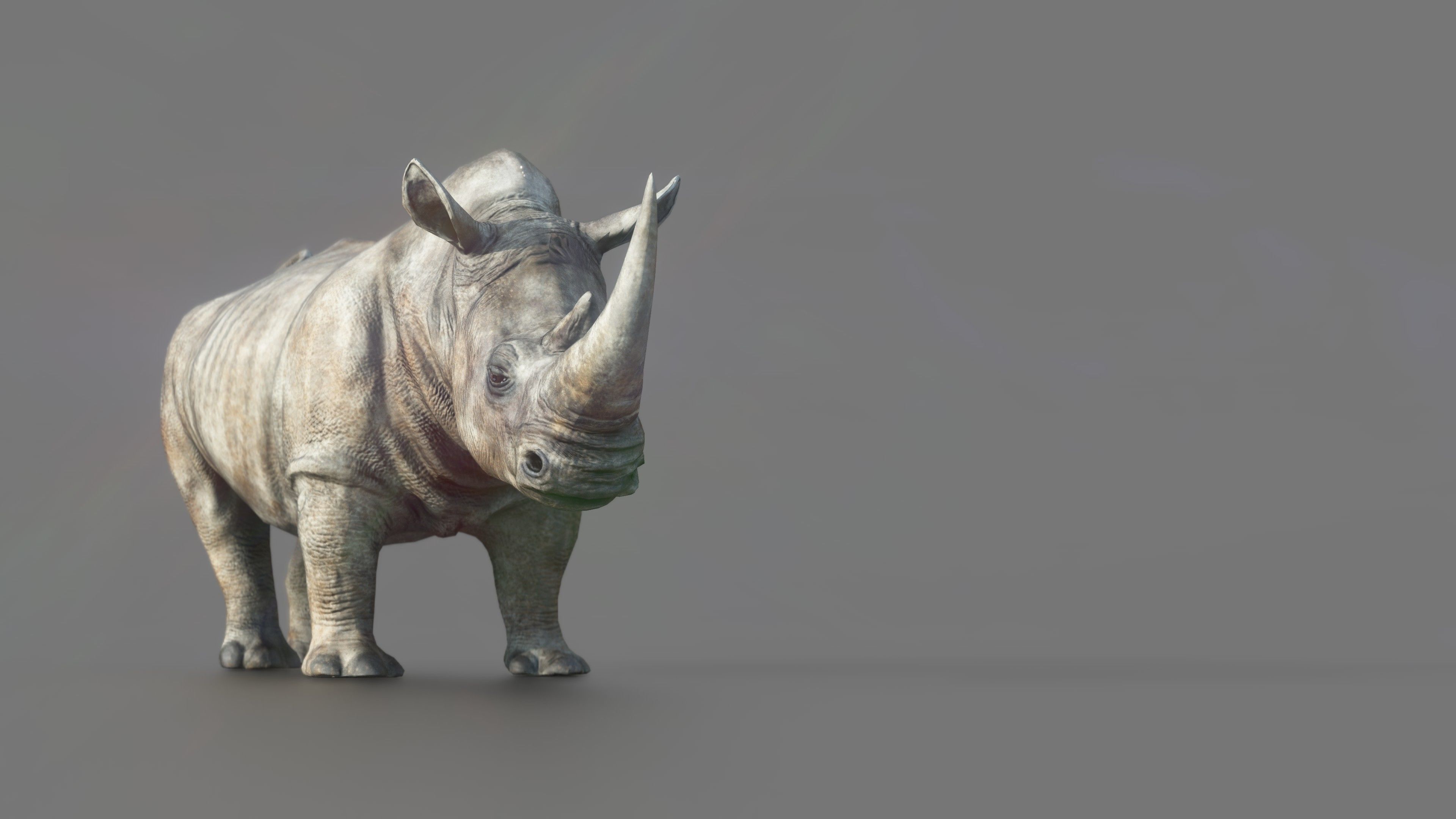 White Rhino Low-poly 3D model_3