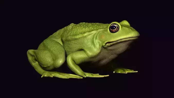 Frog model