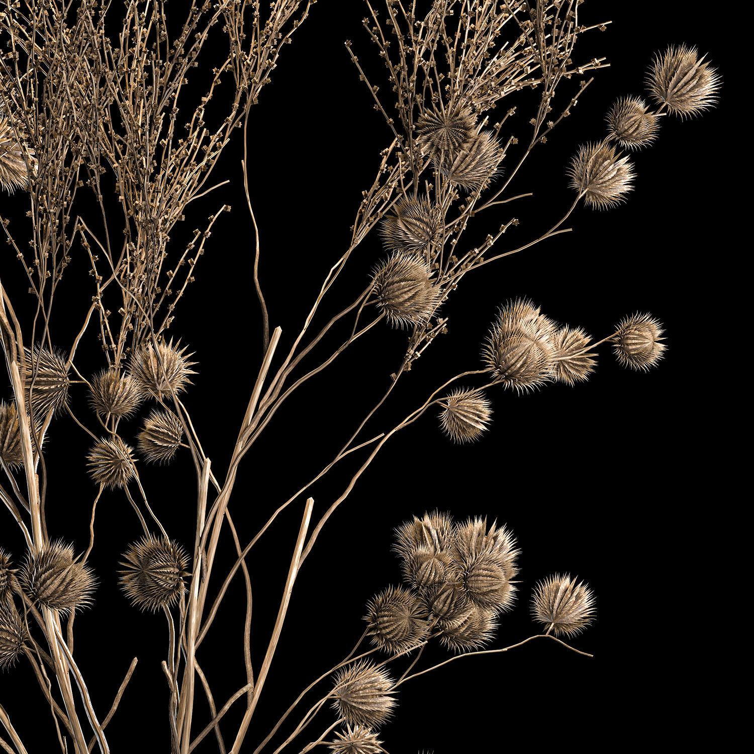 Bouquet Of Dried Flowers From Thorn And branches 3D model_3