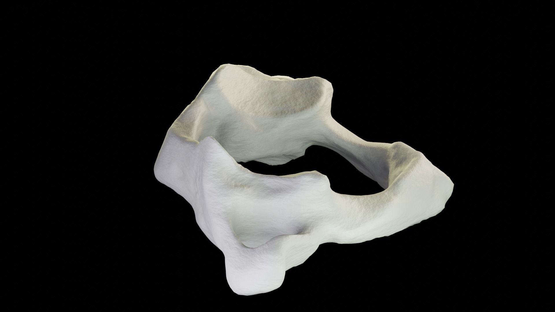 Atlas 1st cervical vertebra 3D model Low-poly 3D model_10