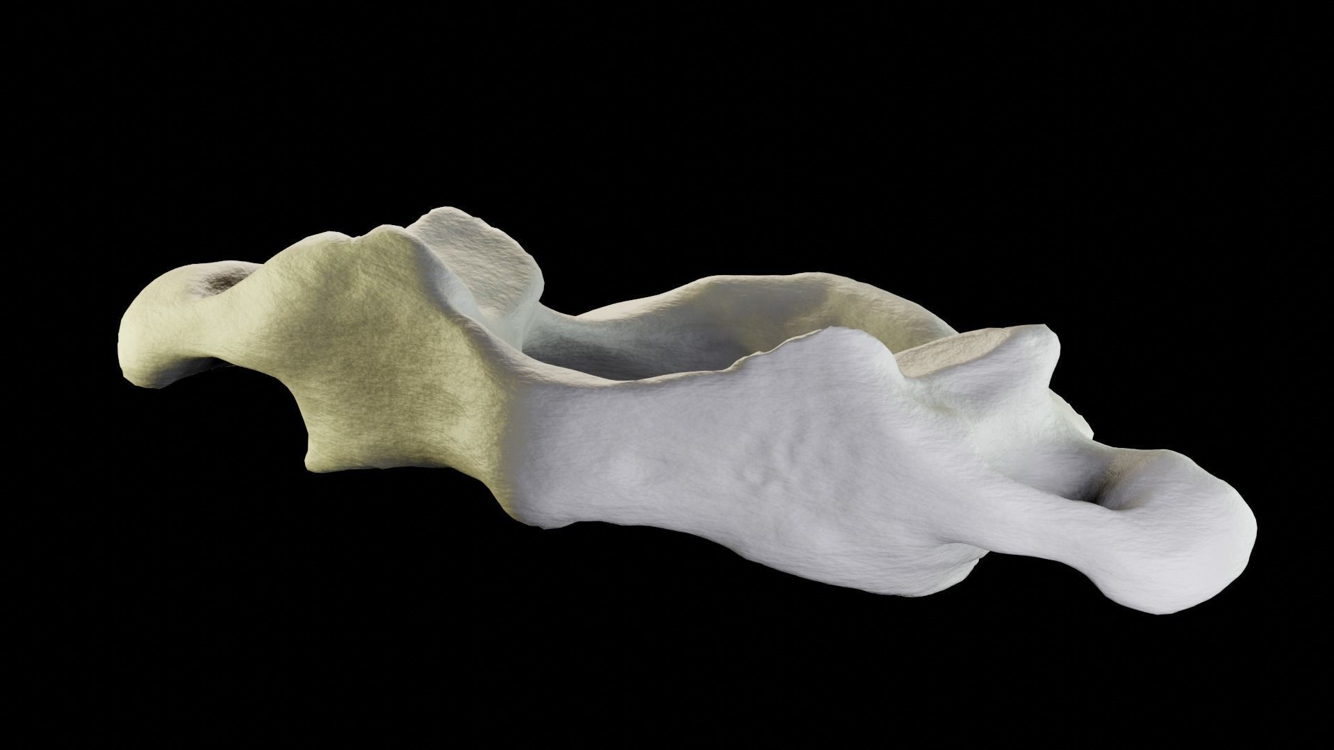 Atlas 1st cervical vertebra 3D model Low-poly 3D model_8