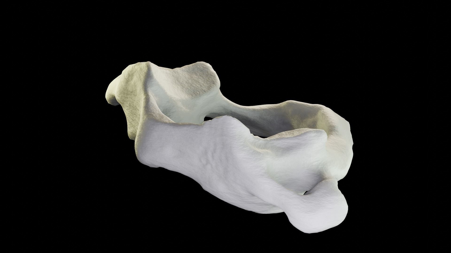 Atlas 1st cervical vertebra 3D model Low-poly 3D model_9