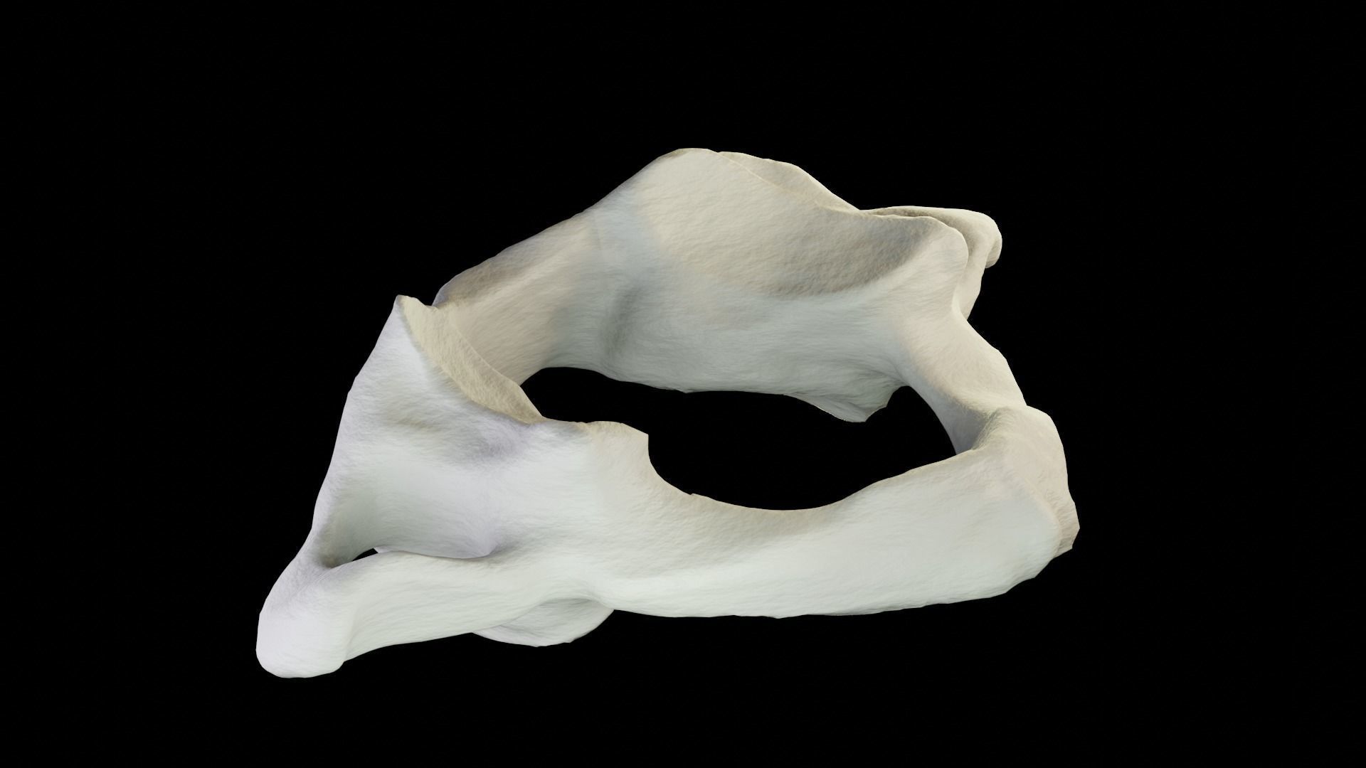 Atlas 1st cervical vertebra 3D model Low-poly 3D model_11