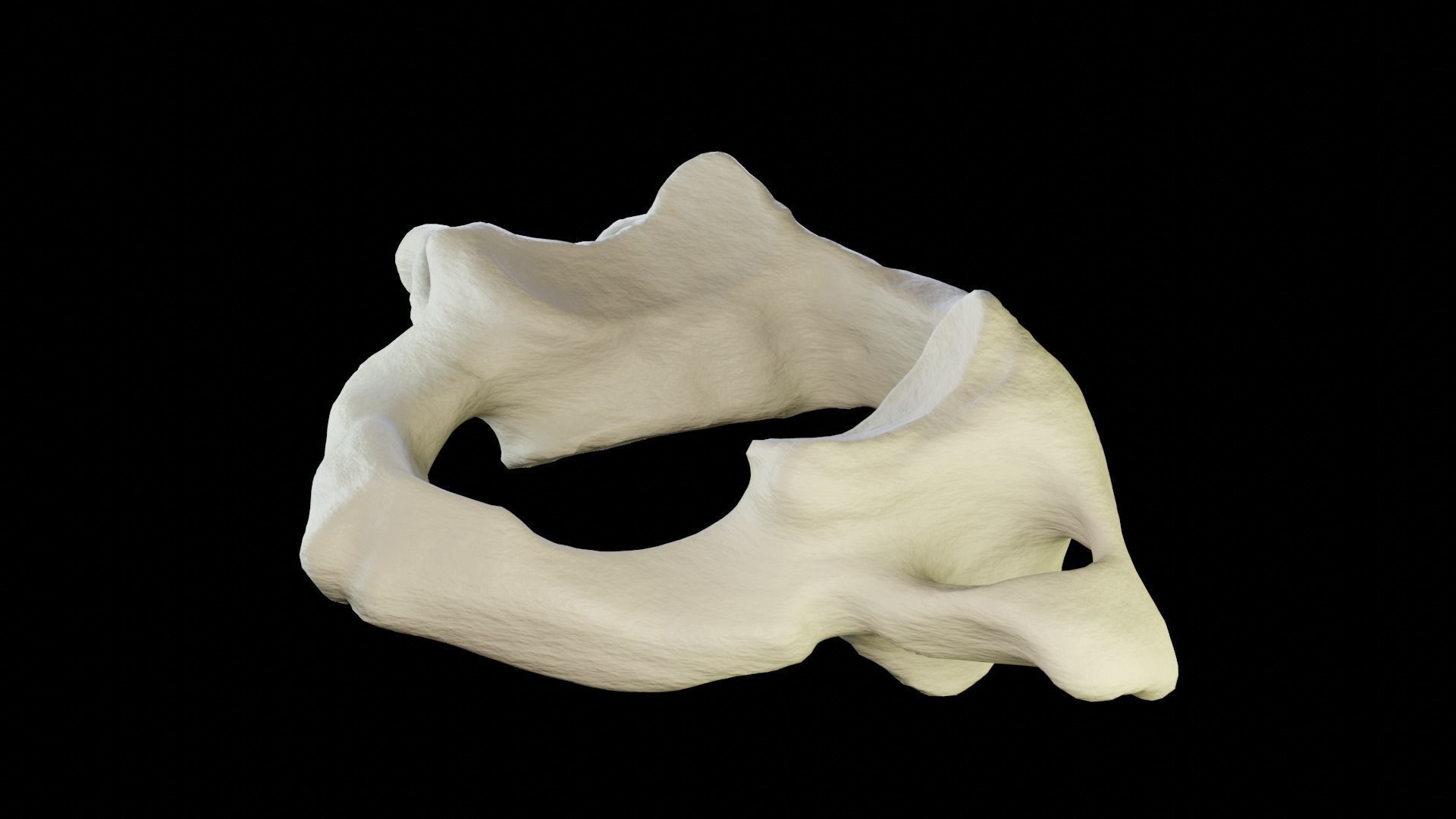 Atlas 1st cervical vertebra 3D model Low-poly 3D model_4
