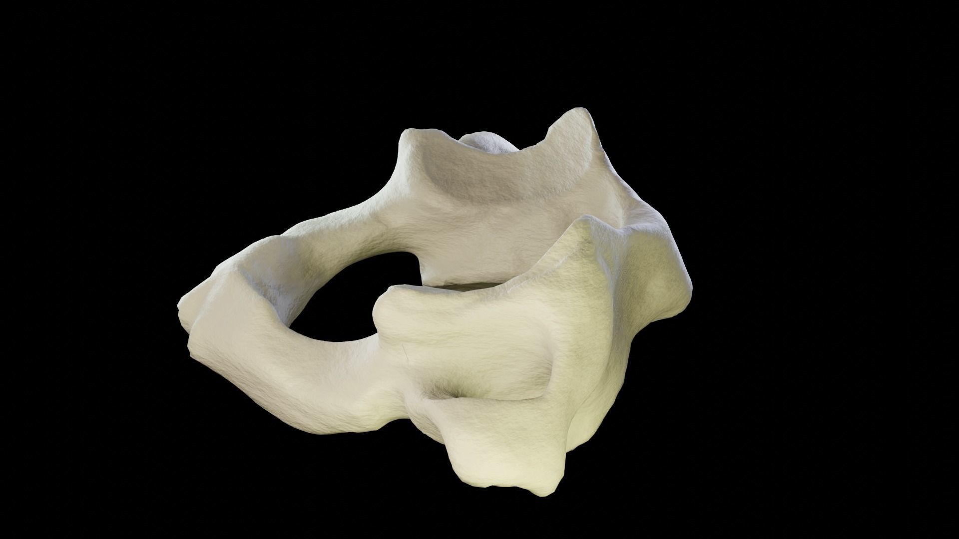 Atlas 1st cervical vertebra 3D model Low-poly 3D model_5