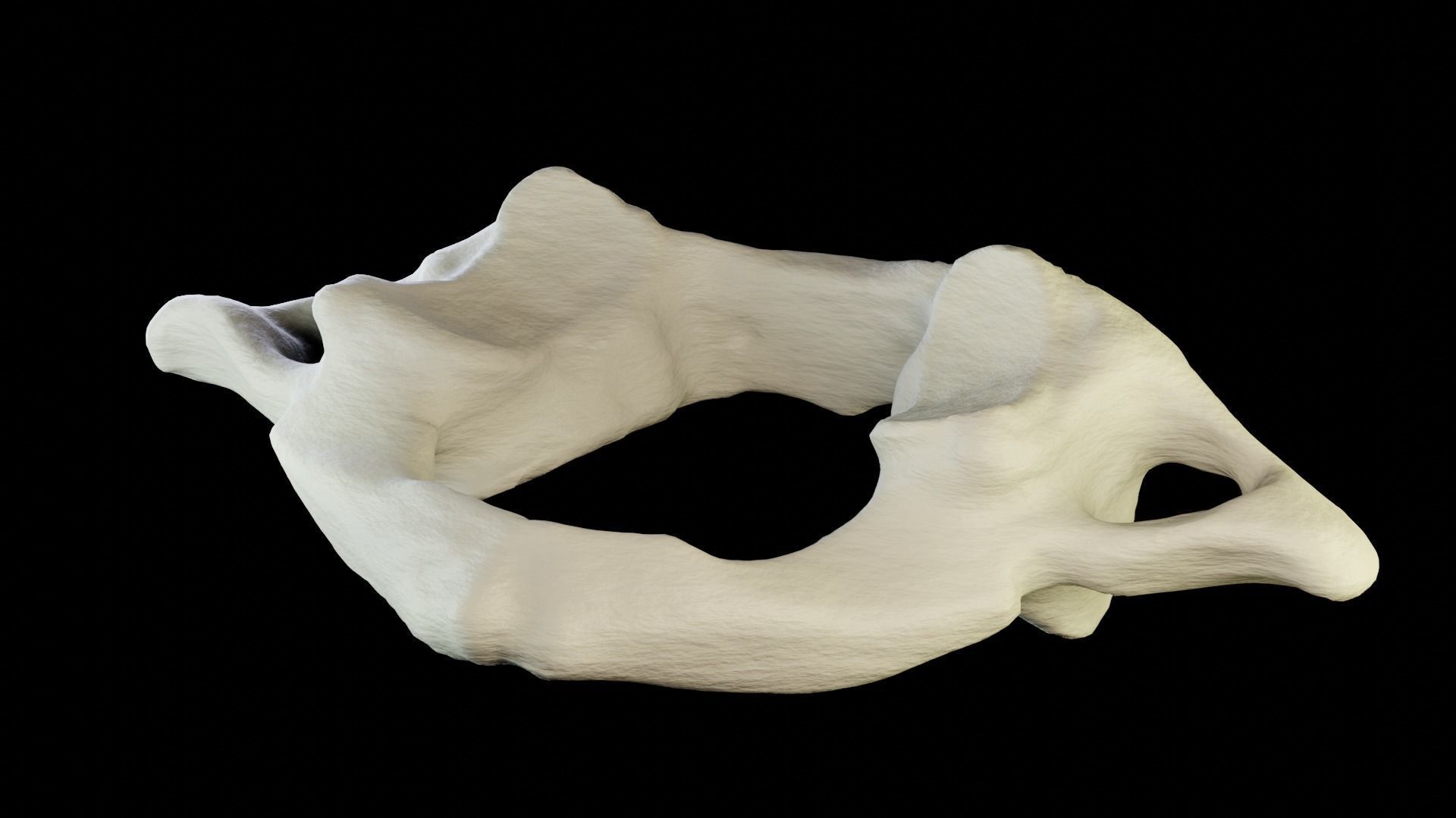 Atlas 1st cervical vertebra 3D model Low-poly 3D model_3