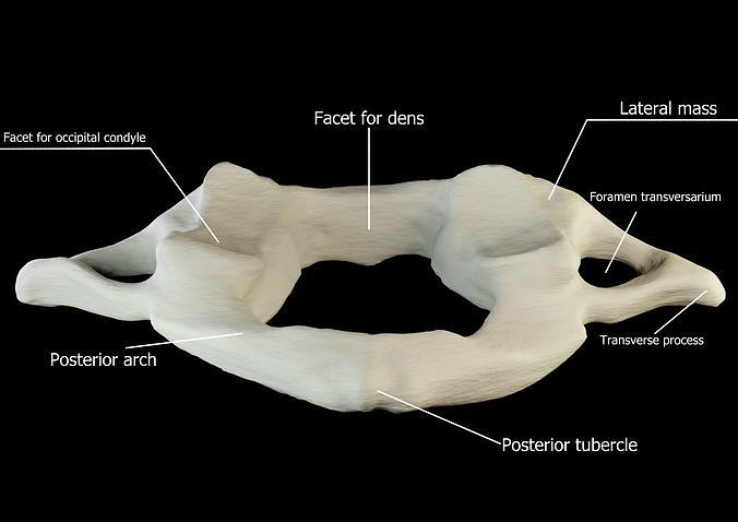 Atlas 1st cervical vertebra 3D model Low-poly 3D model
