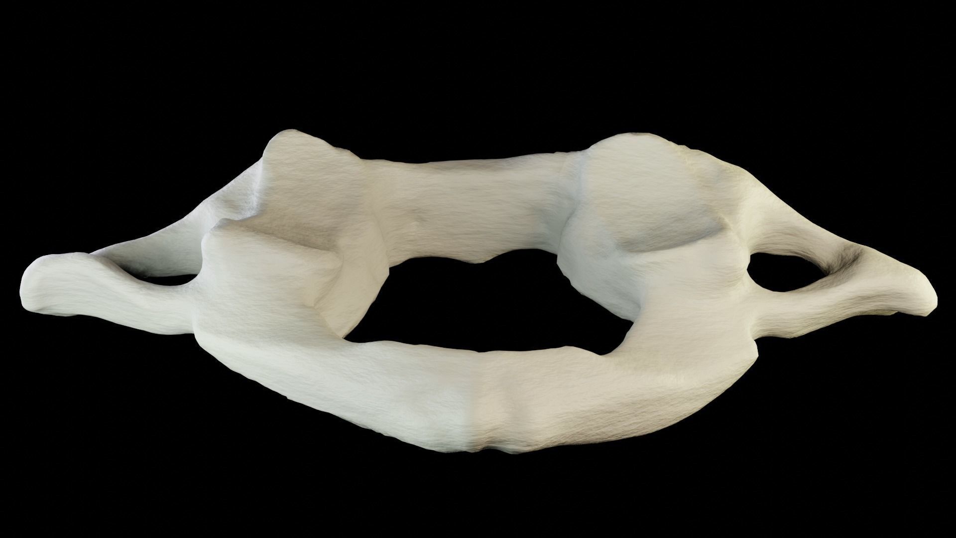 Atlas 1st cervical vertebra 3D model Low-poly 3D model_1