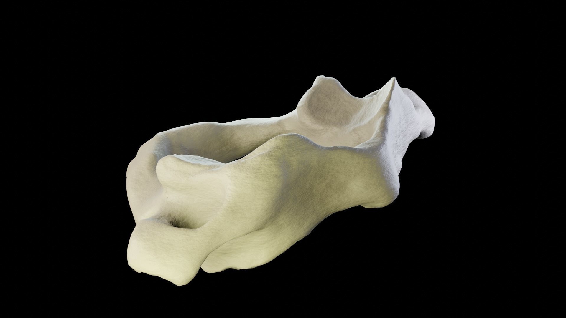 Atlas 1st cervical vertebra 3D model Low-poly 3D model_6