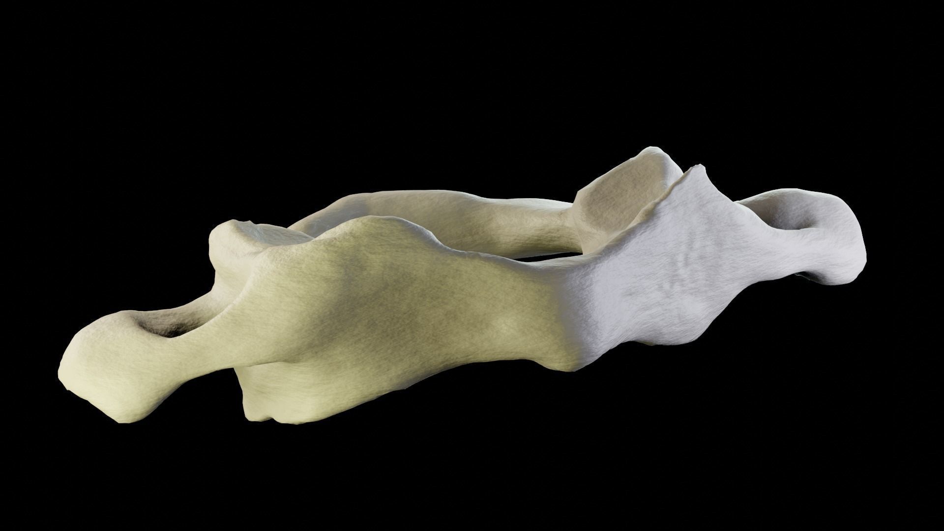 Atlas 1st cervical vertebra 3D model Low-poly 3D model_7