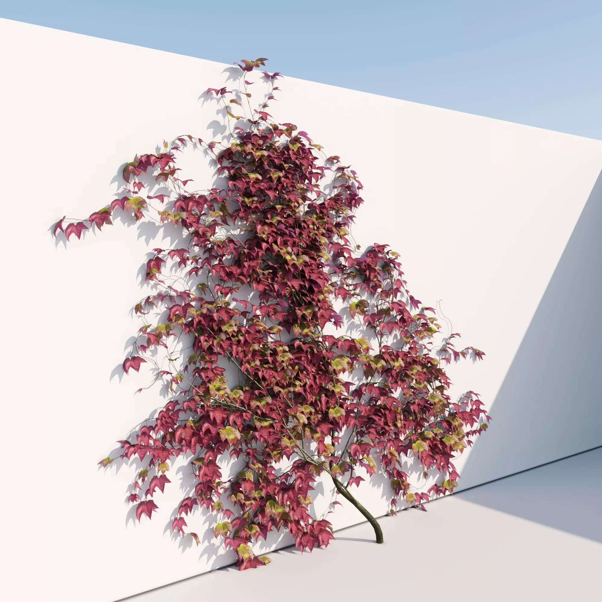 Young Realistic Boston Ivy Height 2m Free 3D model