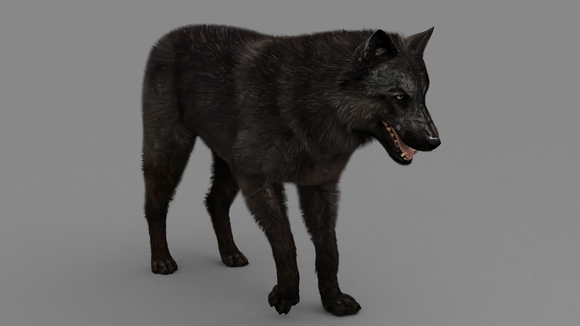 WOLF rigged character 3D model_12