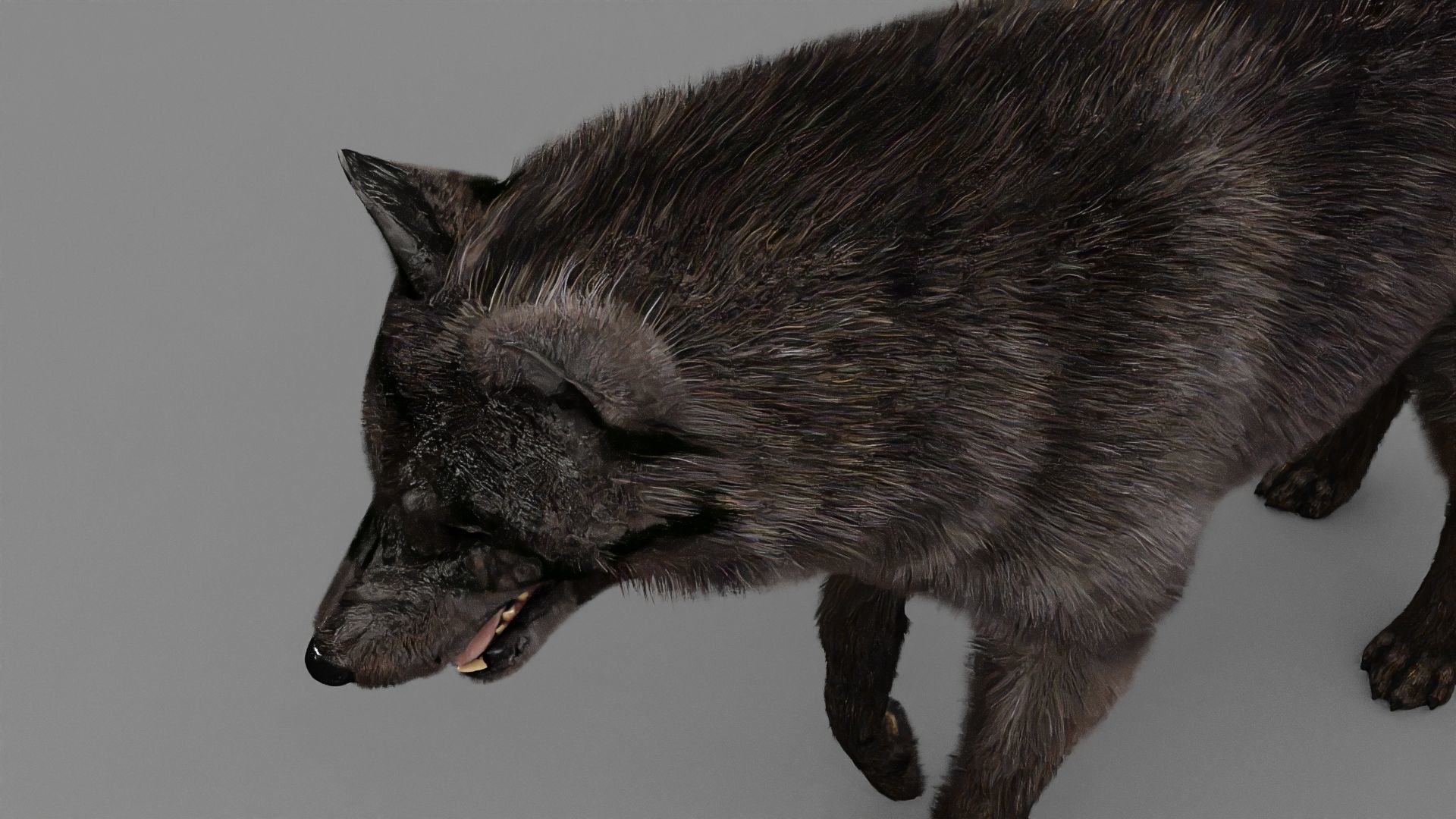 WOLF rigged character 3D model_17