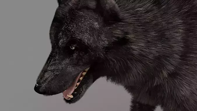 WOLF rigged character 3D model