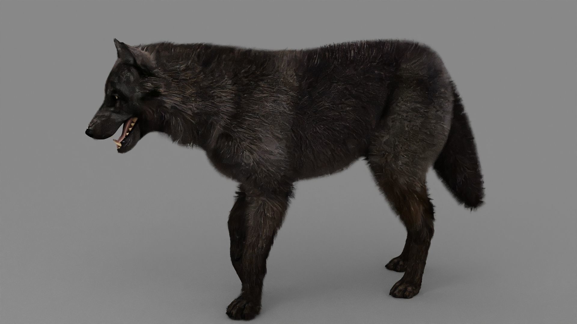 WOLF rigged character 3D model_3
