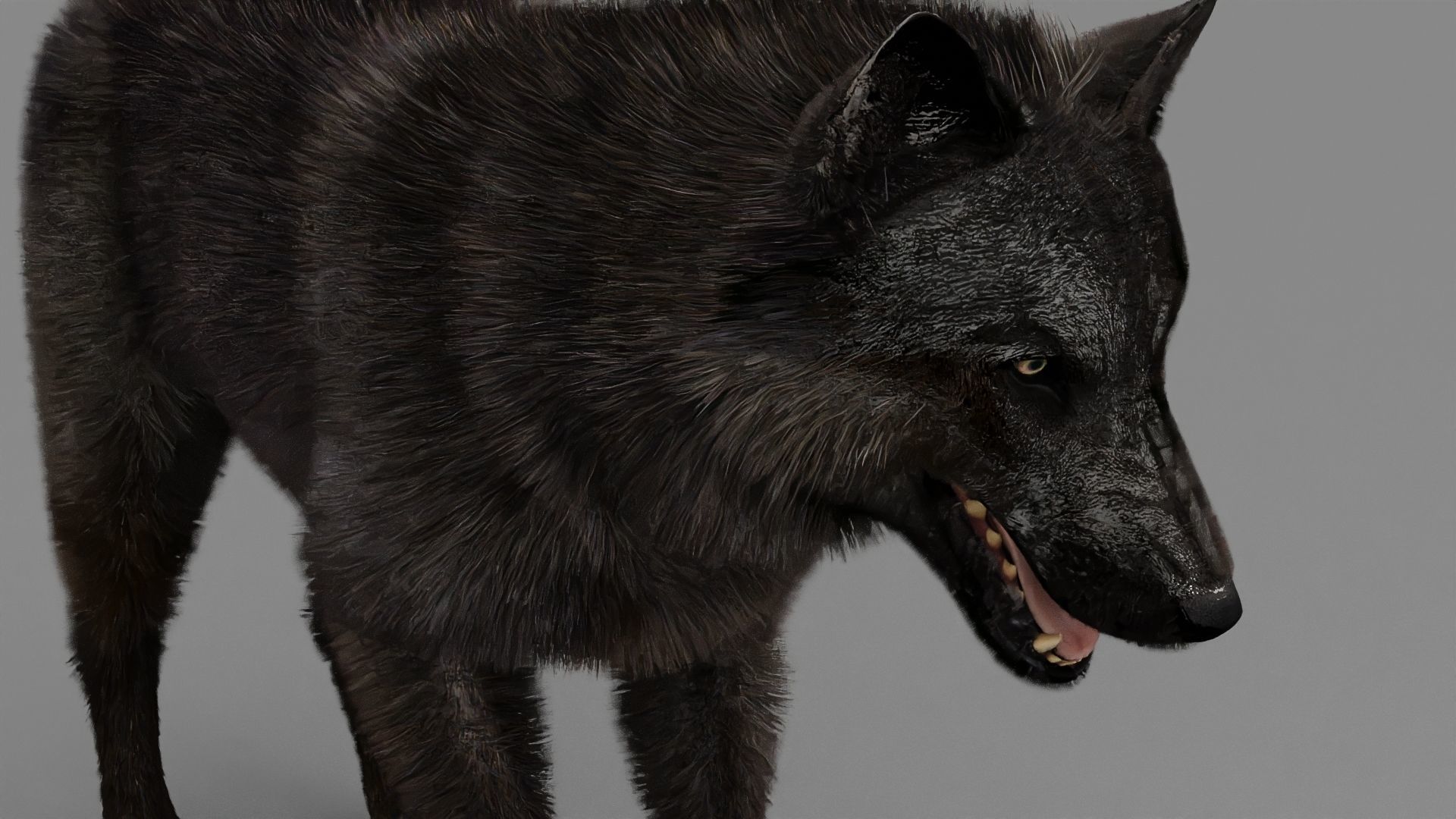 WOLF rigged character 3D model_15