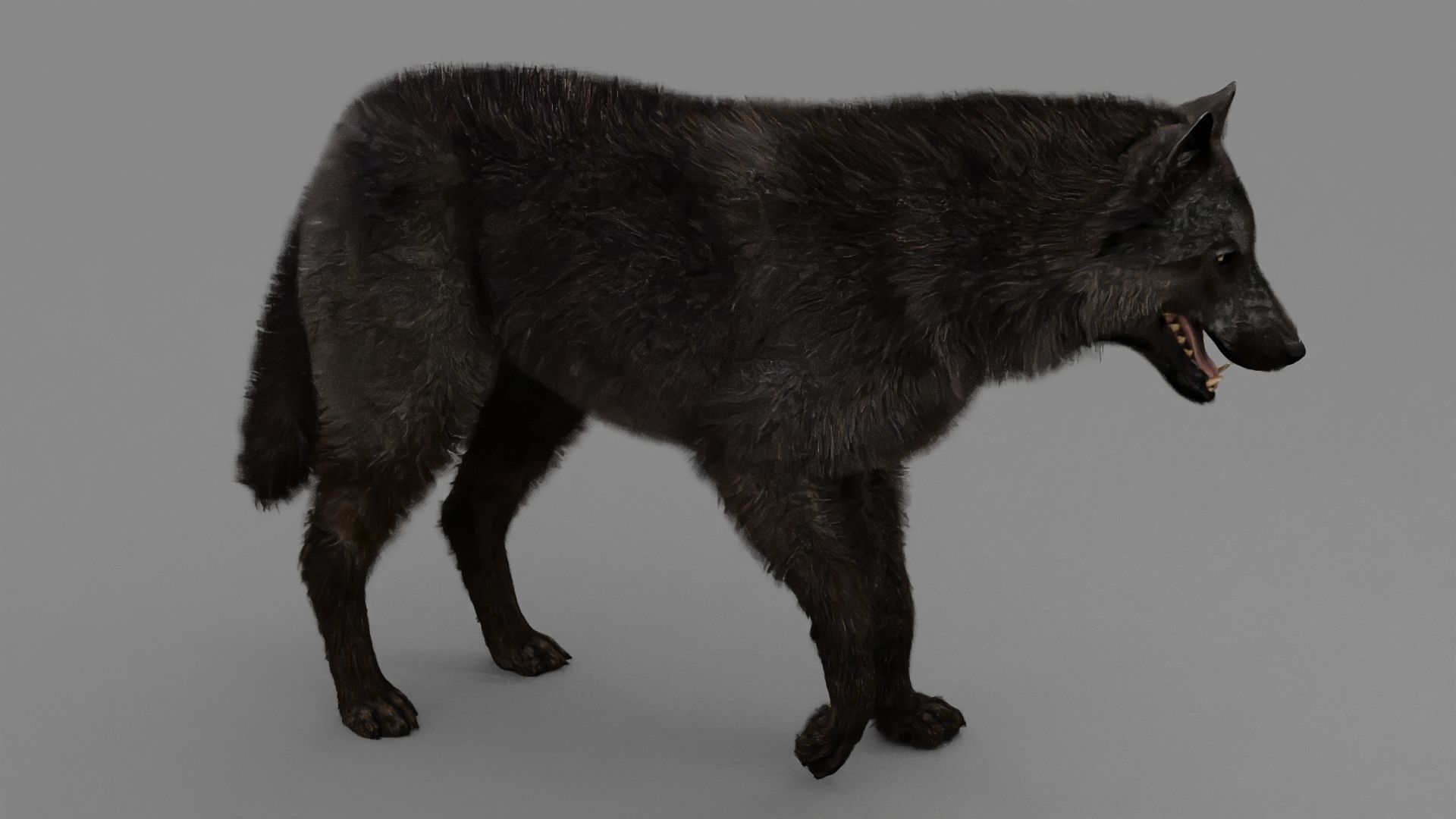 WOLF rigged character 3D model_11