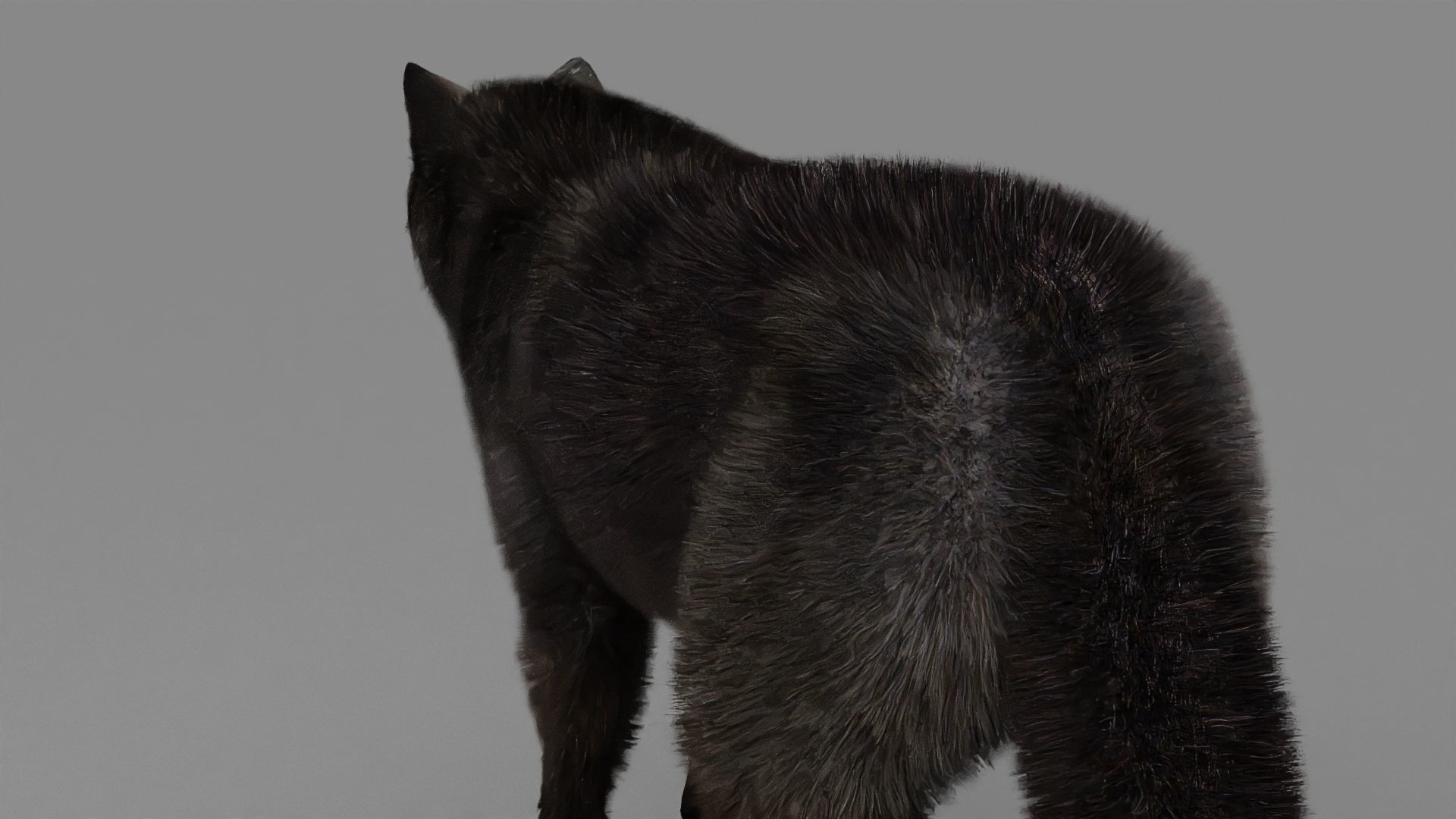 WOLF rigged character 3D model_19