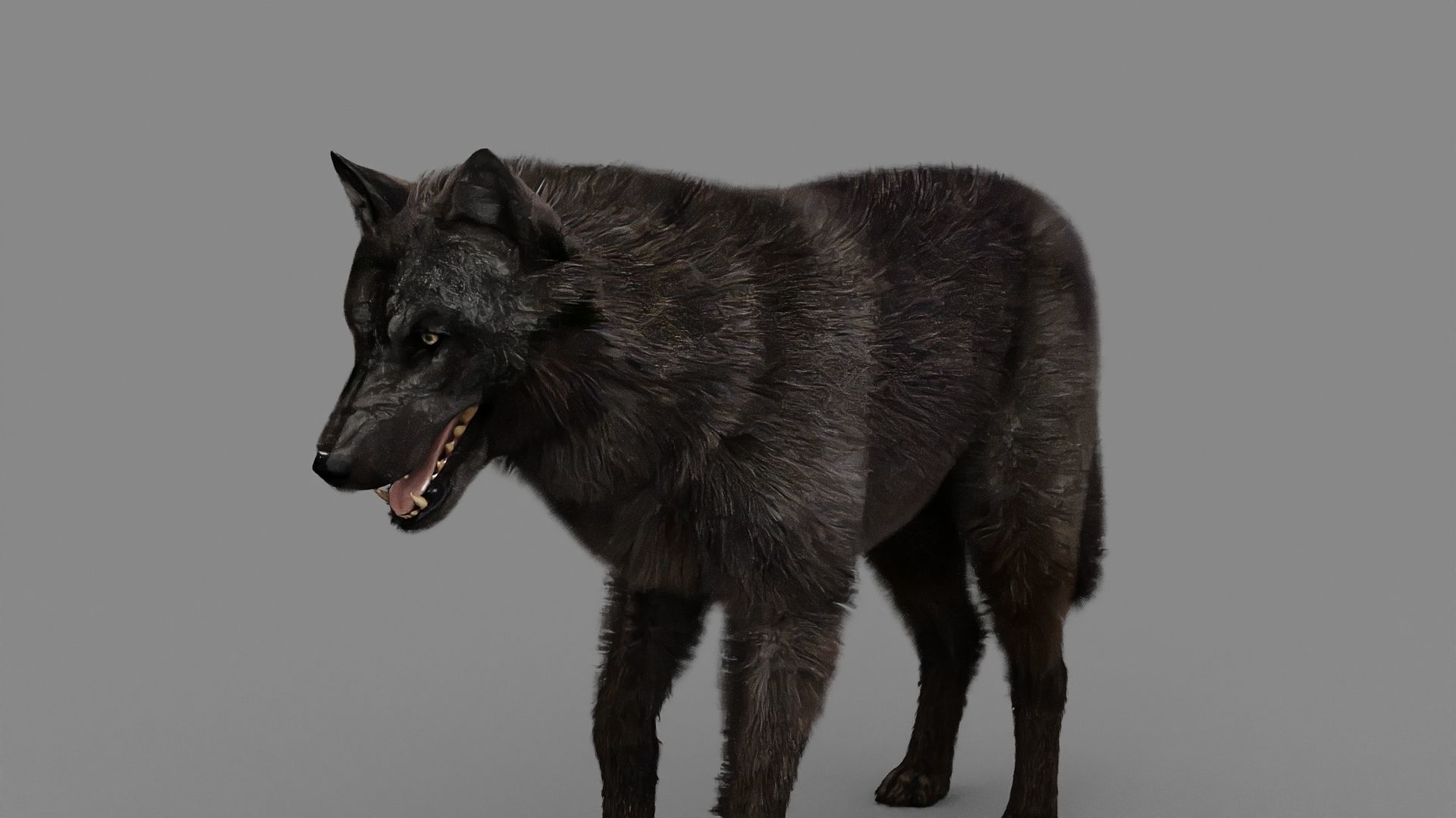 WOLF rigged character 3D model_2