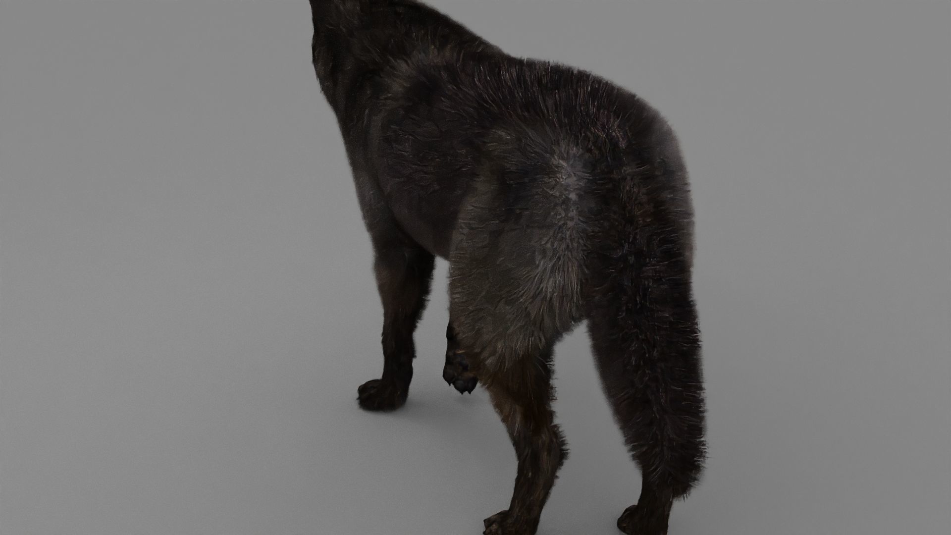 WOLF rigged character 3D model_5