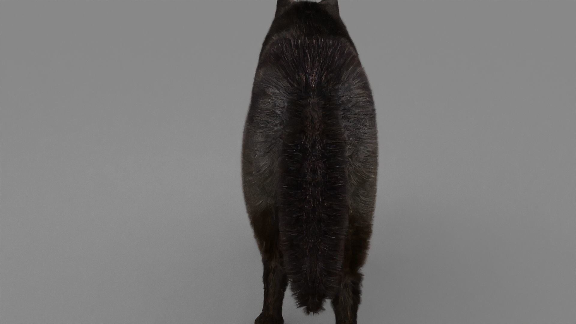 WOLF rigged character 3D model_6