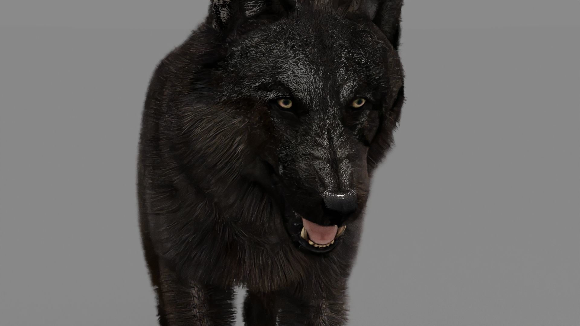 WOLF rigged character 3D model_23