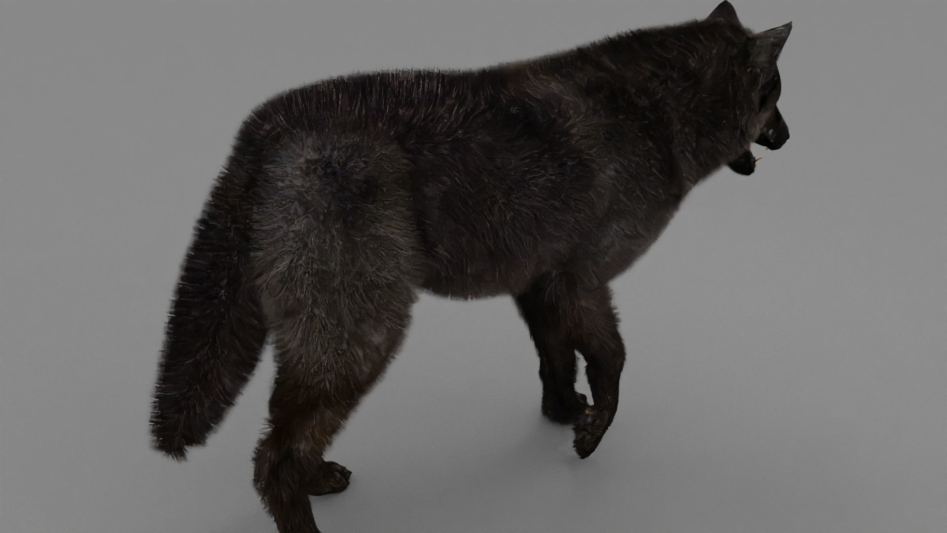 WOLF rigged character 3D model_9