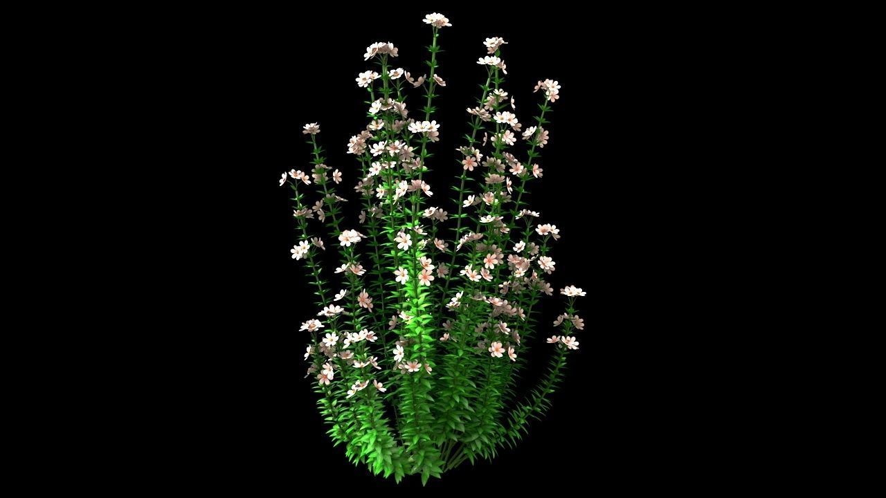 Realistic forest flowers Low-poly 3D model_1