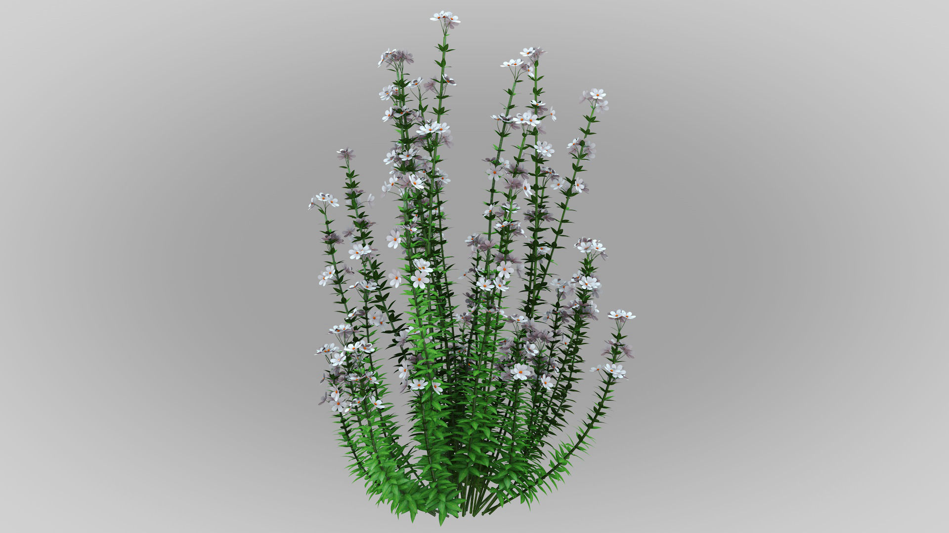 Realistic forest flowers Low-poly 3D model_4