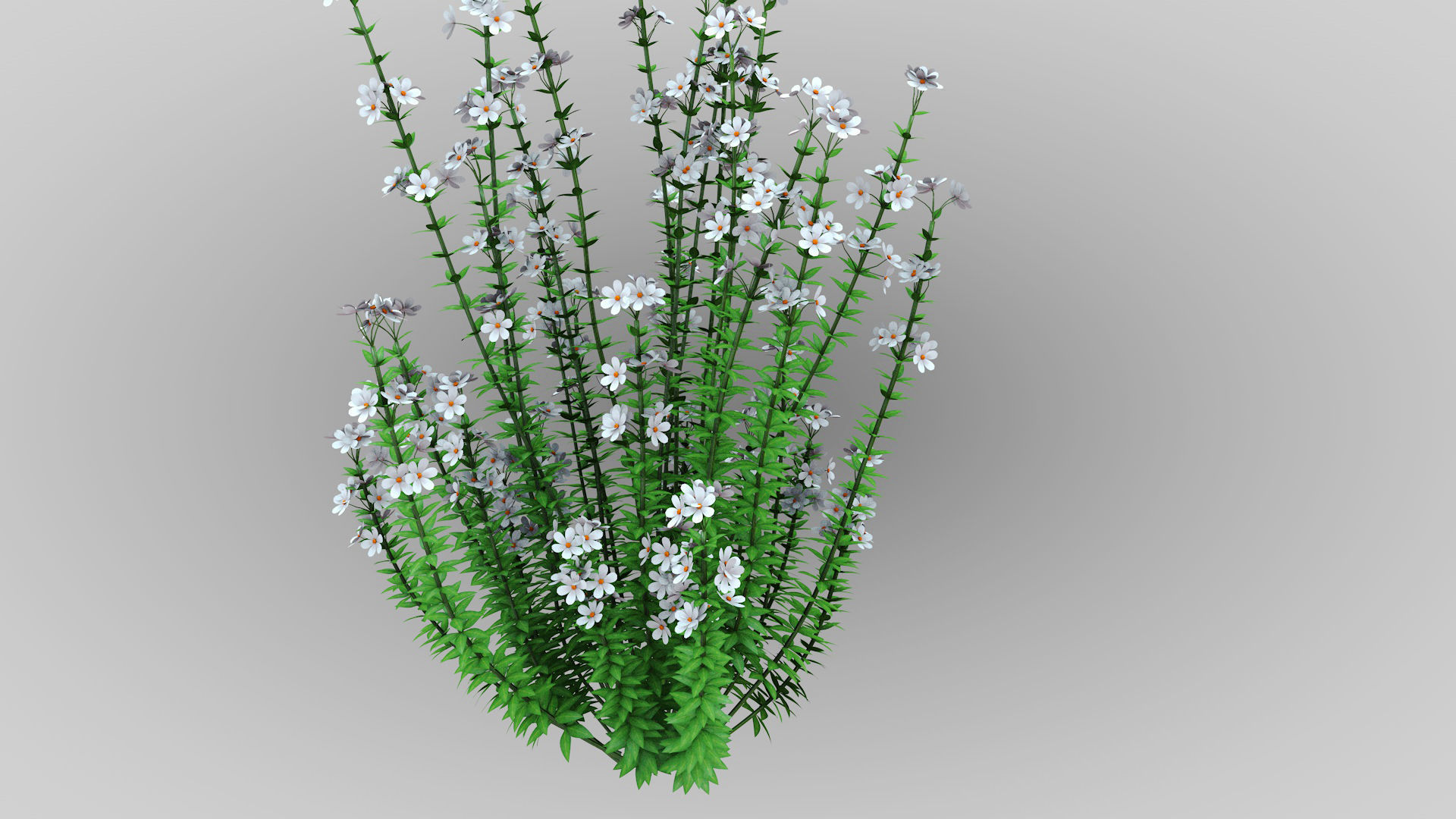 Realistic forest flowers Low-poly 3D model_6