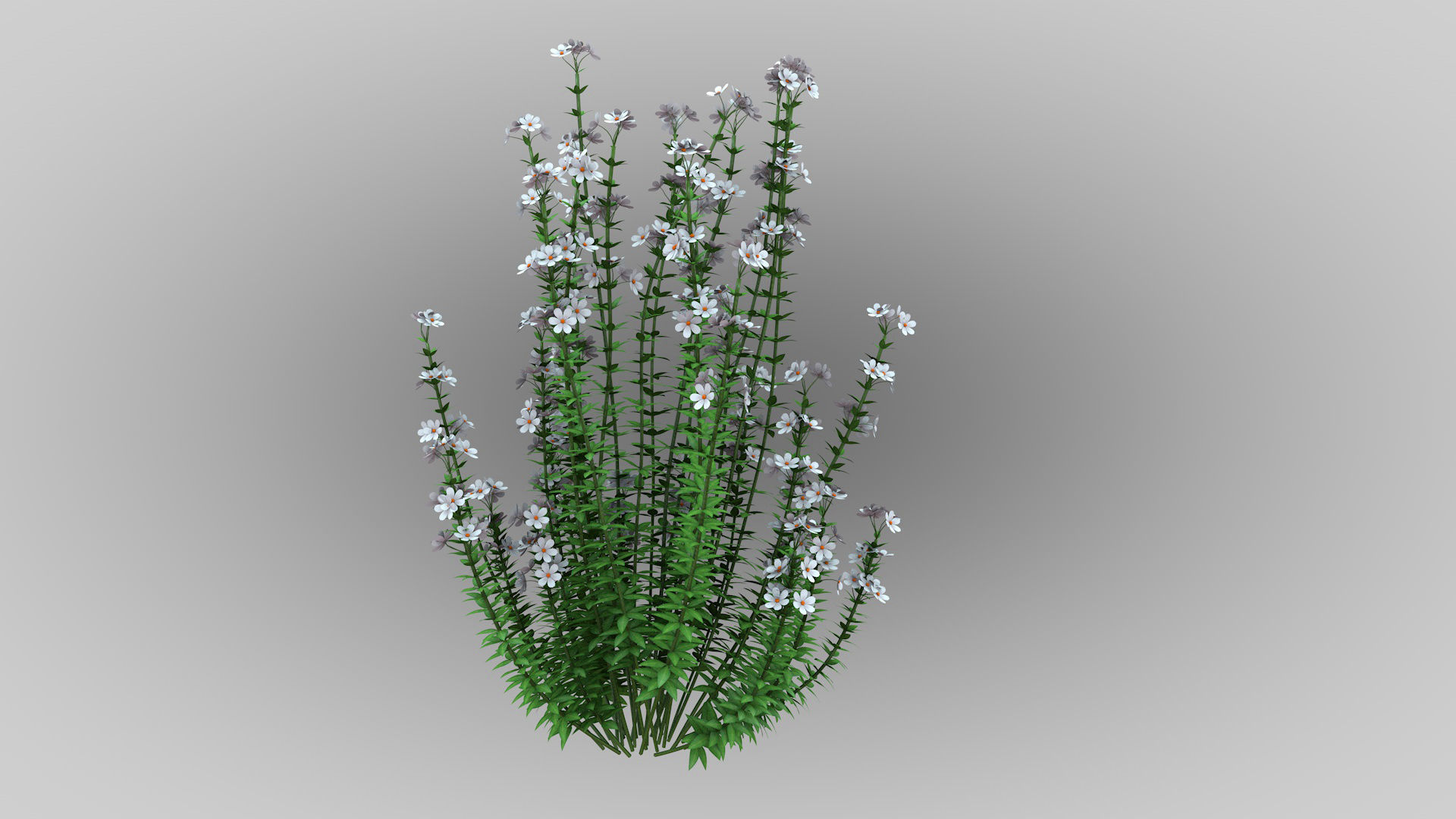 Realistic forest flowers Low-poly 3D model_2