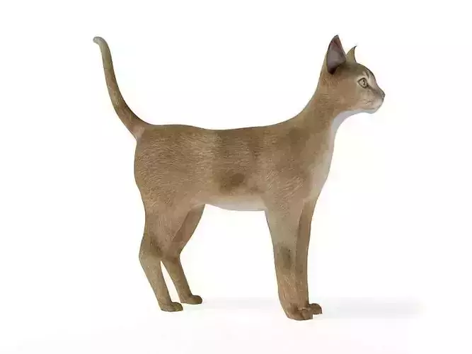 Orange White Short Hair Cat