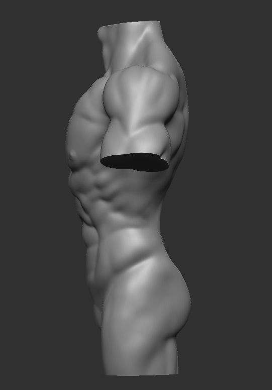 Male torso Free 3D model_1