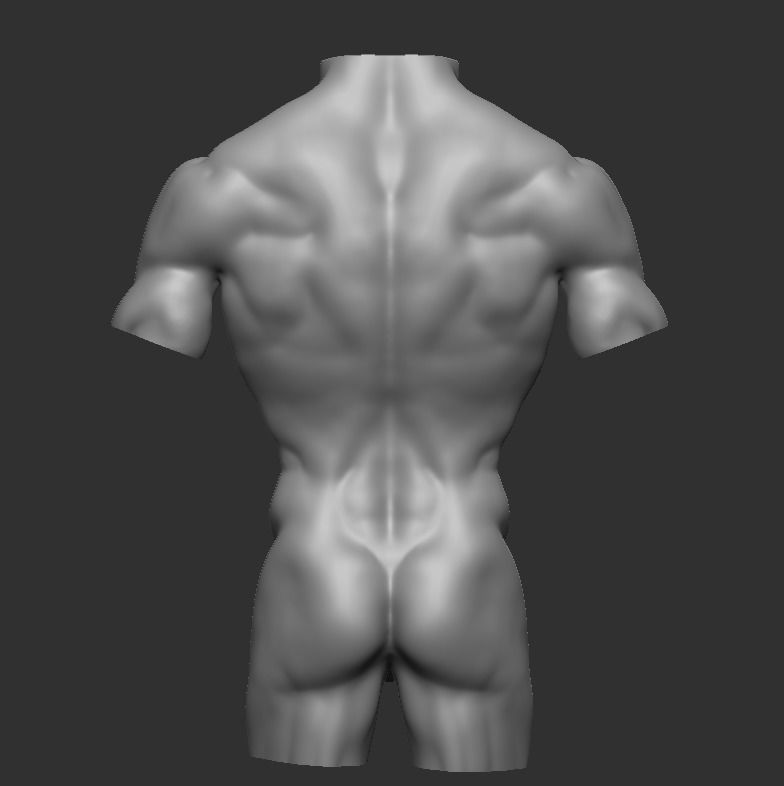 Male torso Free 3D model_2