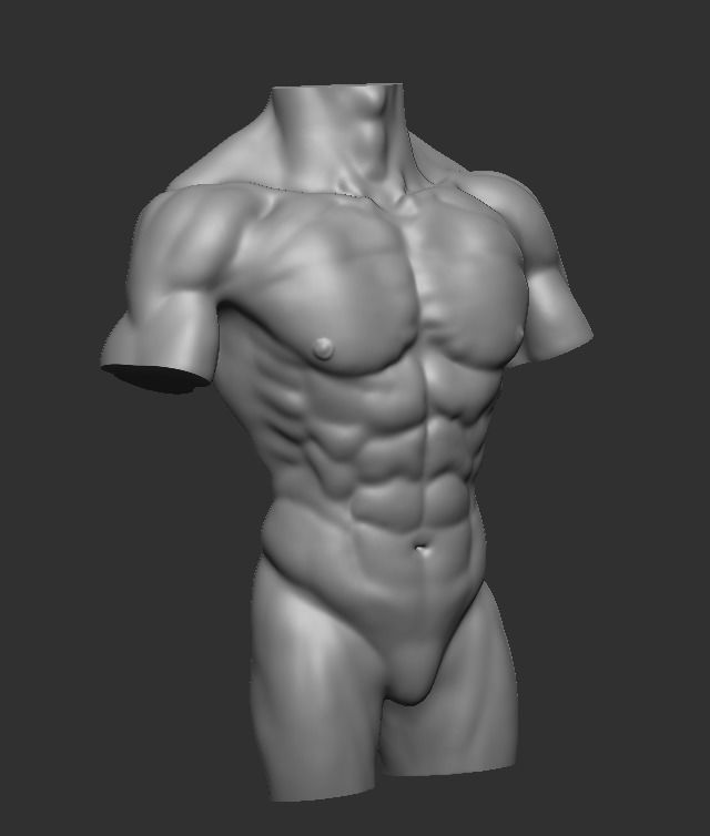 Male torso Free 3D model_3