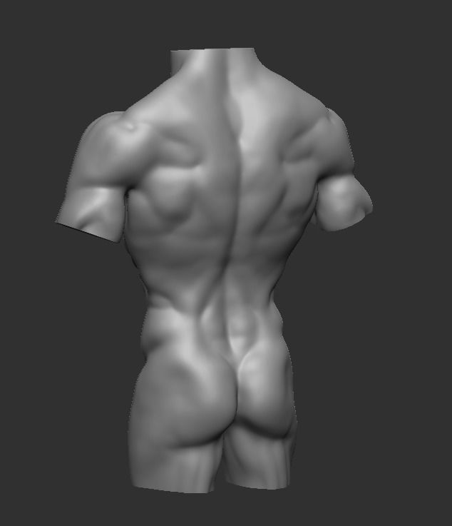 Male torso Free 3D model_4