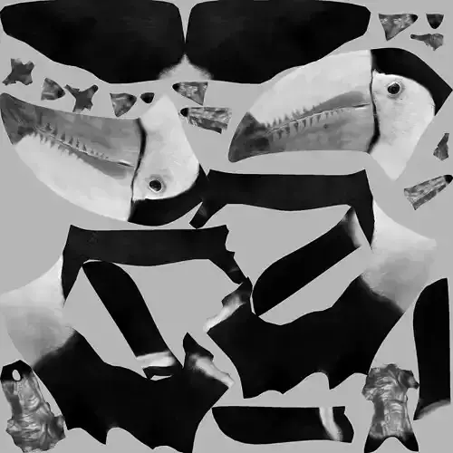 Toucan Bird Animation 