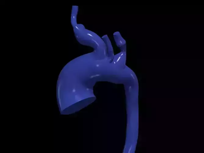 3d model of aorta