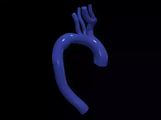 3d model of aorta
