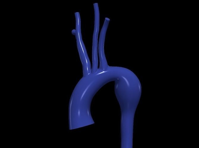 3d model of aorta 3D print model
