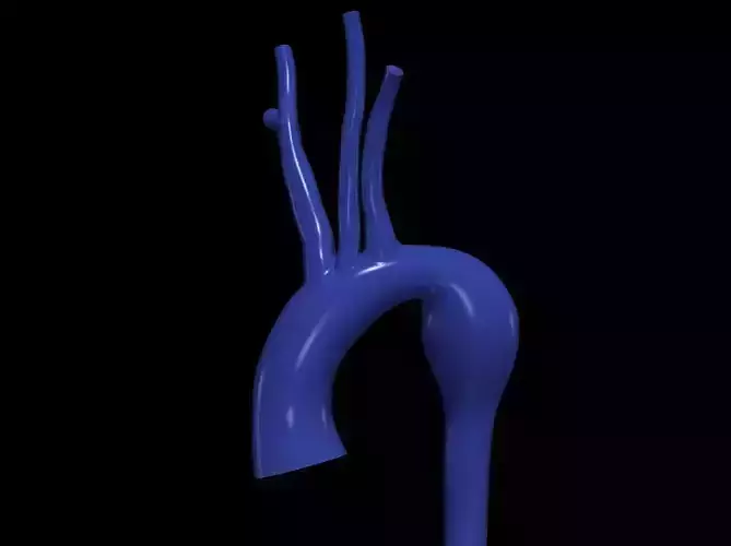3d model of aorta