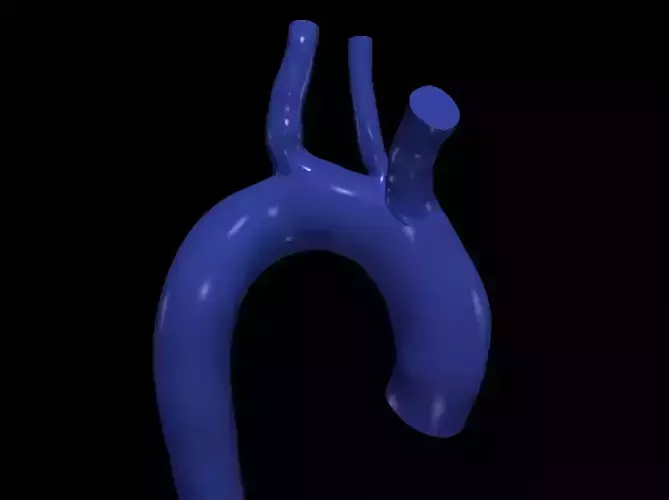 3d model of aorta