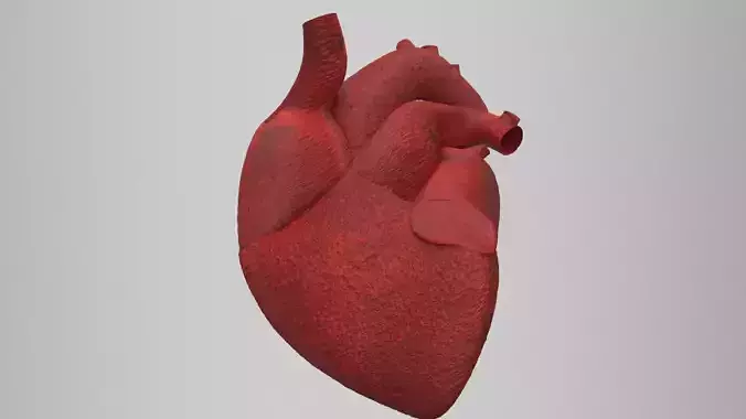 human heart